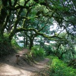 Windy Hill Open Space Preserve 