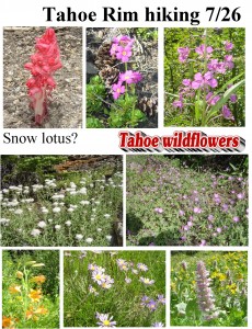 Tahoe wildflowers
